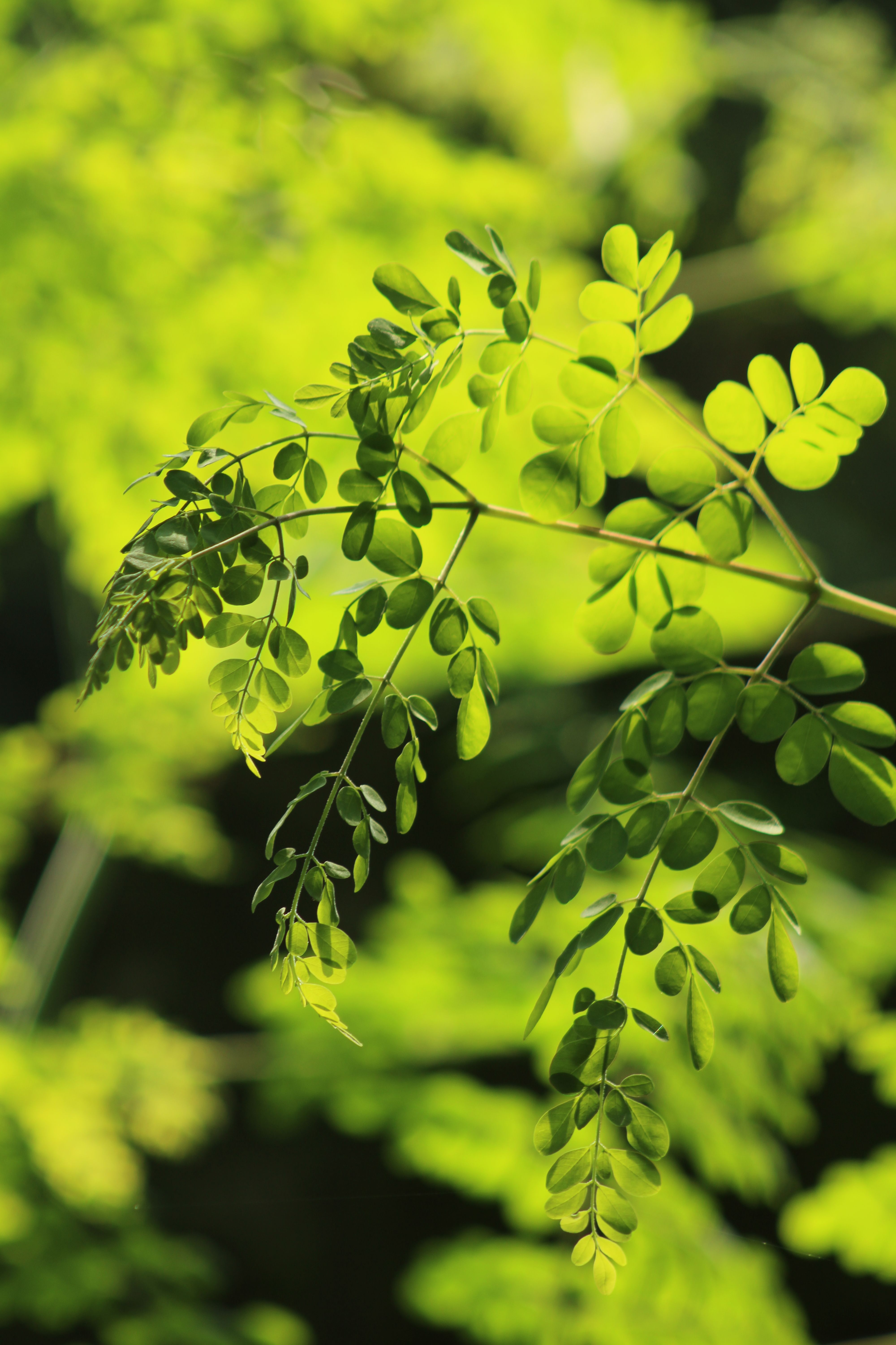 moringa