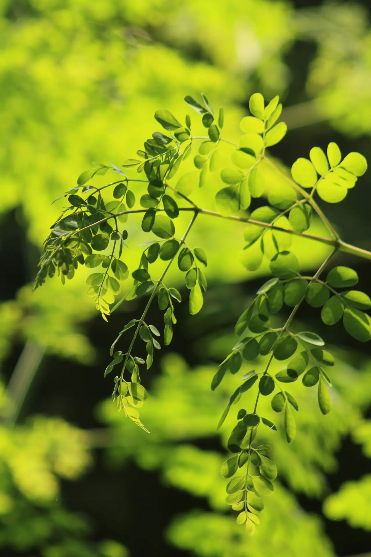 moringa